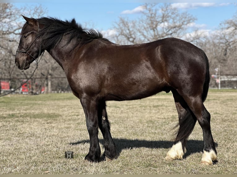 Cob Irlandese / Tinker / Gypsy Vanner Castrone 4 Anni 145 cm Morello in Jacksboro TX