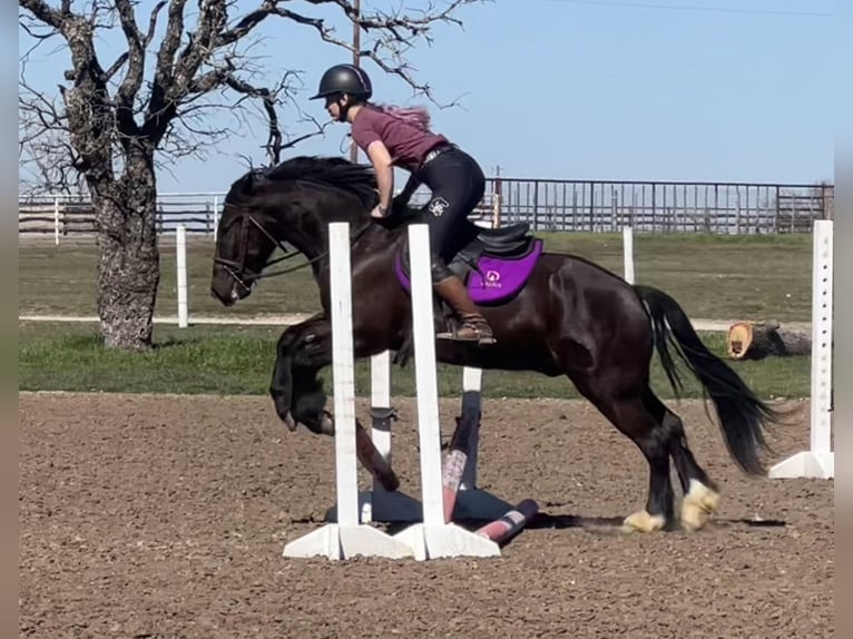 Cob Irlandese / Tinker / Gypsy Vanner Castrone 4 Anni 145 cm Morello in Jacksboro TX