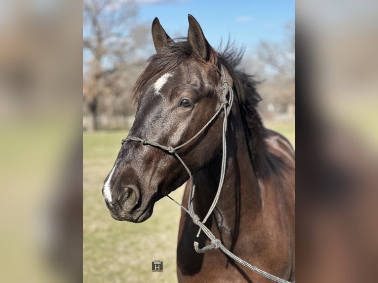 Cob Irlandese / Tinker / Gypsy Vanner Castrone 4 Anni 145 cm Morello in Jacksboro TX