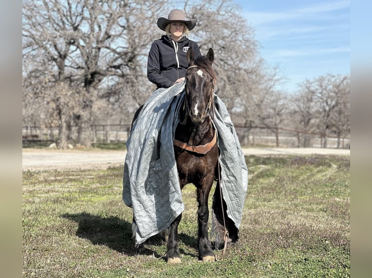 Cob Irlandese / Tinker / Gypsy Vanner Castrone 4 Anni 145 cm Morello in Jacksboro TX