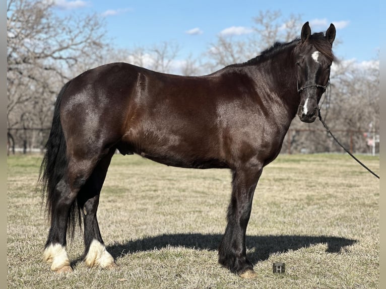 Cob Irlandese / Tinker / Gypsy Vanner Castrone 4 Anni 145 cm Morello in Jacksboro TX