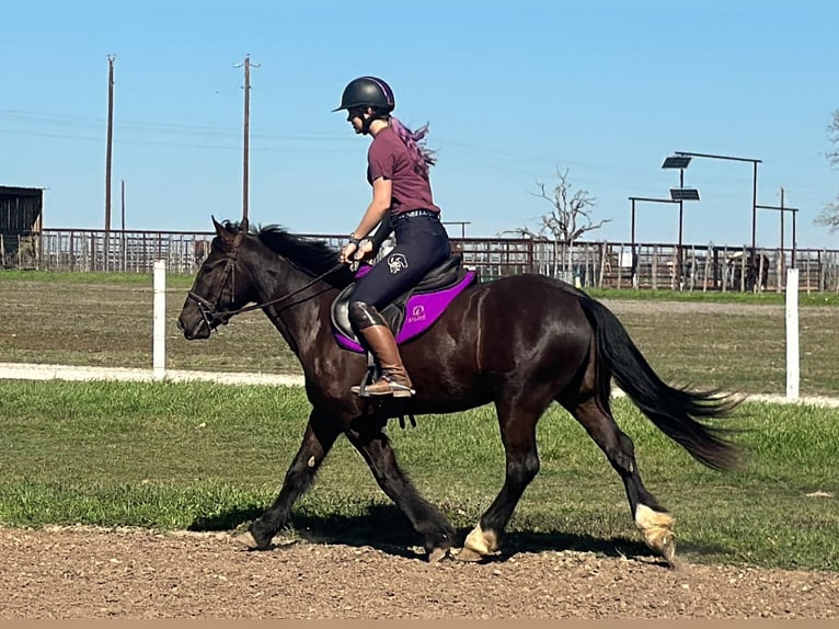 Cob Irlandese / Tinker / Gypsy Vanner Castrone 4 Anni 145 cm Morello in Jacksboro TX