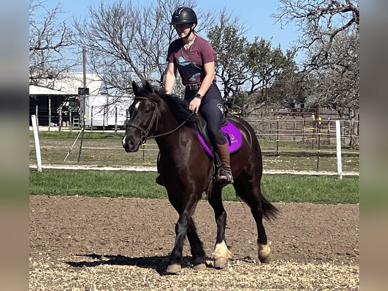 Cob Irlandese / Tinker / Gypsy Vanner Castrone 4 Anni 145 cm Morello in Jacksboro TX