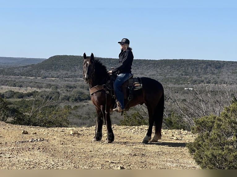 Cob Irlandese / Tinker / Gypsy Vanner Castrone 4 Anni 145 cm Morello in Jacksboro TX