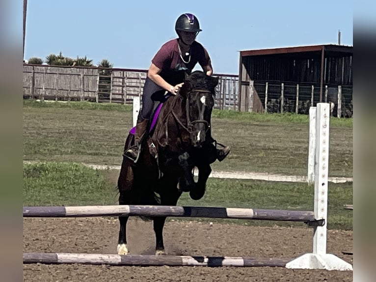 Cob Irlandese / Tinker / Gypsy Vanner Castrone 4 Anni 145 cm Morello in Jacksboro TX