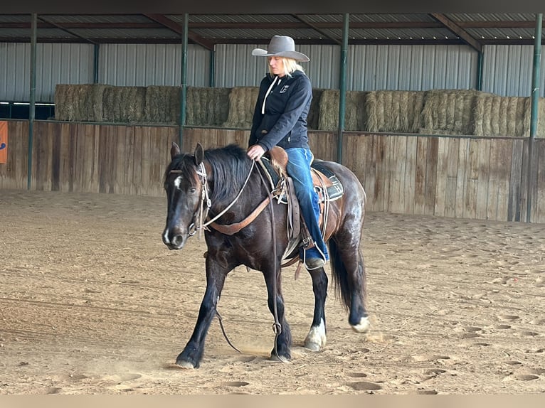 Cob Irlandese / Tinker / Gypsy Vanner Castrone 4 Anni 145 cm Morello in Jacksboro TX