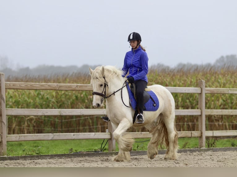 Cob Irlandese / Tinker / Gypsy Vanner Castrone 4 Anni 145 cm Palomino in Bogaarden