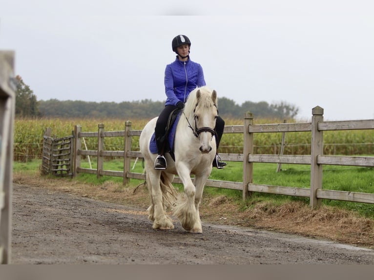 Cob Irlandese / Tinker / Gypsy Vanner Castrone 4 Anni 145 cm Palomino in Bogaarden