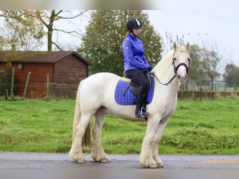 Cob Irlandese / Tinker / Gypsy Vanner Castrone 4 Anni 145 cm Palomino in Bogaarden