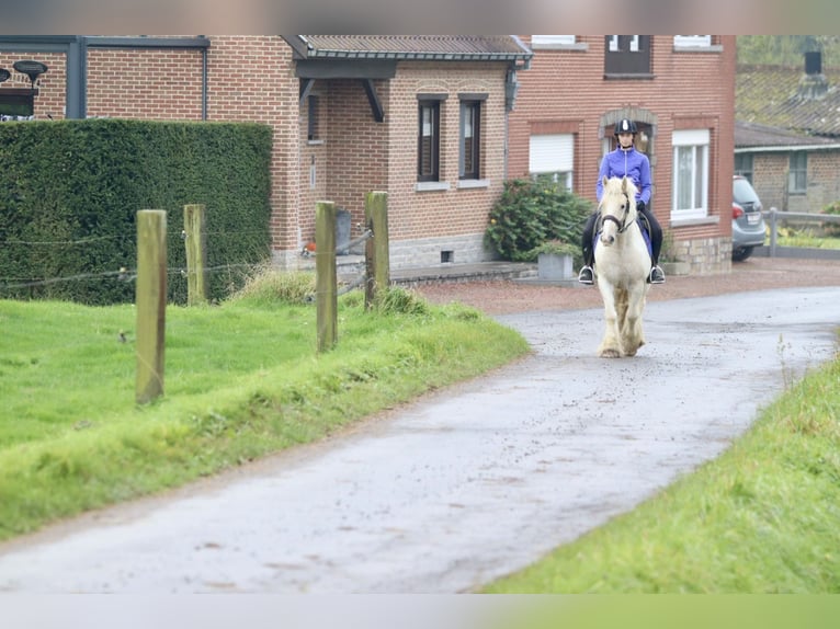 Cob Irlandese / Tinker / Gypsy Vanner Castrone 4 Anni 145 cm Palomino in Bogaarden