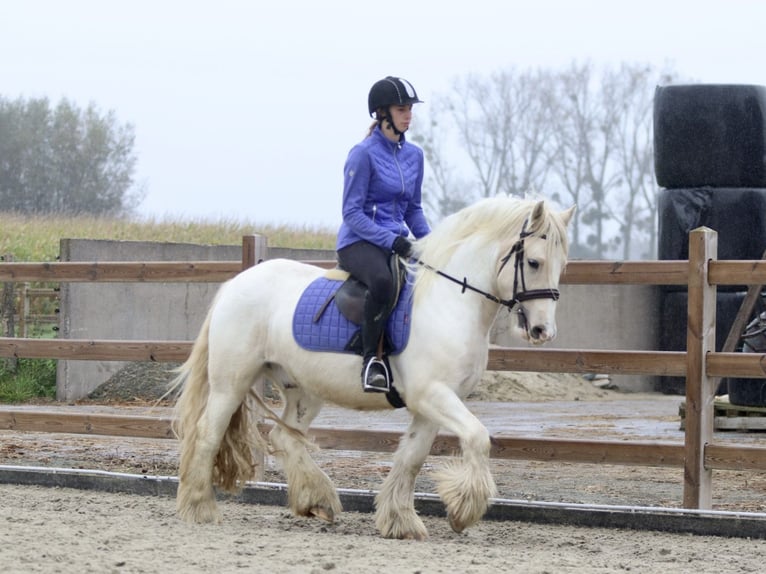 Cob Irlandese / Tinker / Gypsy Vanner Castrone 4 Anni 145 cm Palomino in Bogaarden