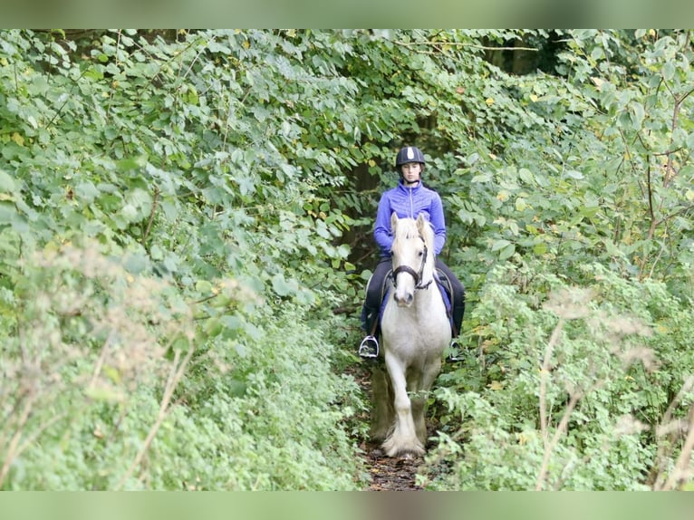 Cob Irlandese / Tinker / Gypsy Vanner Castrone 4 Anni 145 cm Palomino in Bogaarden