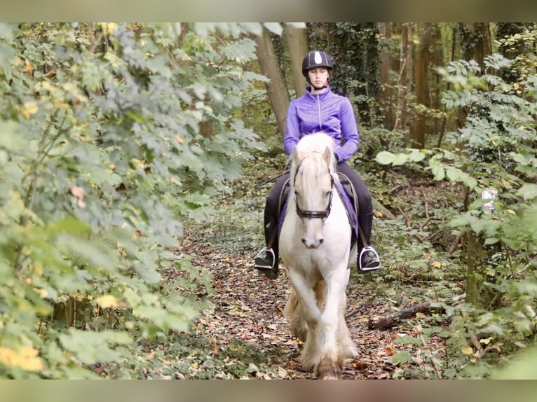 Cob Irlandese / Tinker / Gypsy Vanner Castrone 4 Anni 145 cm Palomino in Bogaarden