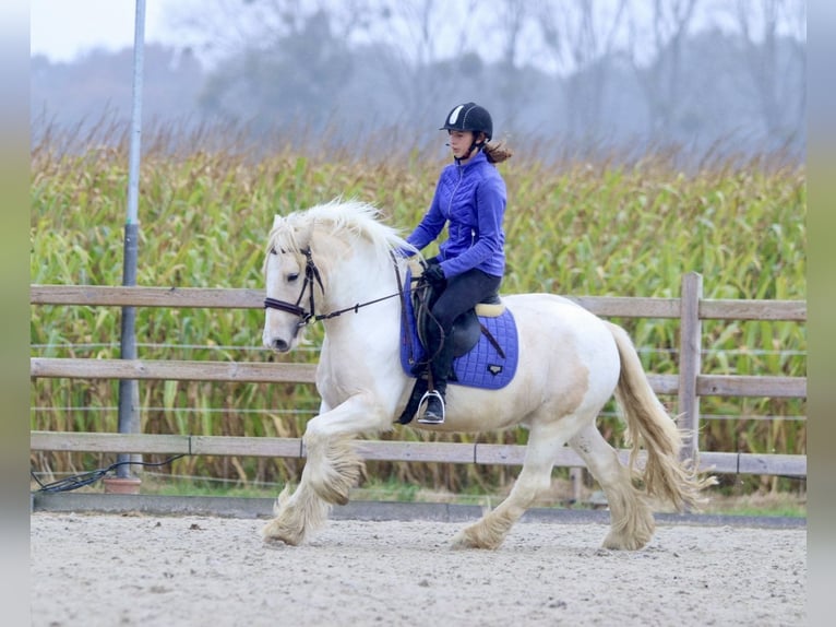 Cob Irlandese / Tinker / Gypsy Vanner Castrone 4 Anni 145 cm Palomino in Bogaarden