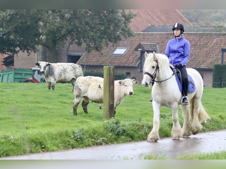 Cob Irlandese / Tinker / Gypsy Vanner Castrone 4 Anni 145 cm Palomino in Bogaarden