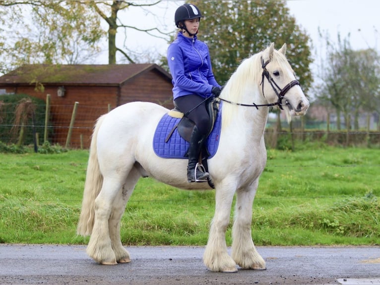 Cob Irlandese / Tinker / Gypsy Vanner Castrone 4 Anni 145 cm Palomino in Bogaarden