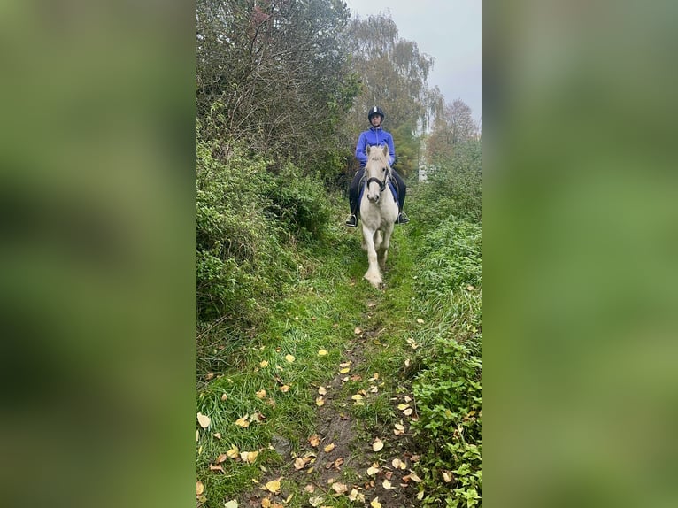 Cob Irlandese / Tinker / Gypsy Vanner Castrone 4 Anni 145 cm Palomino in Bogaarden