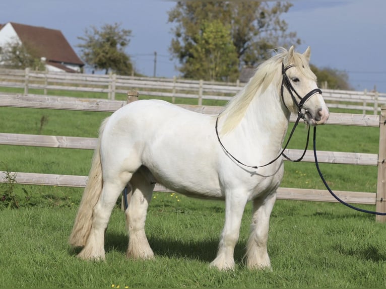 Cob Irlandese / Tinker / Gypsy Vanner Castrone 4 Anni 145 cm Palomino in Bogaarden