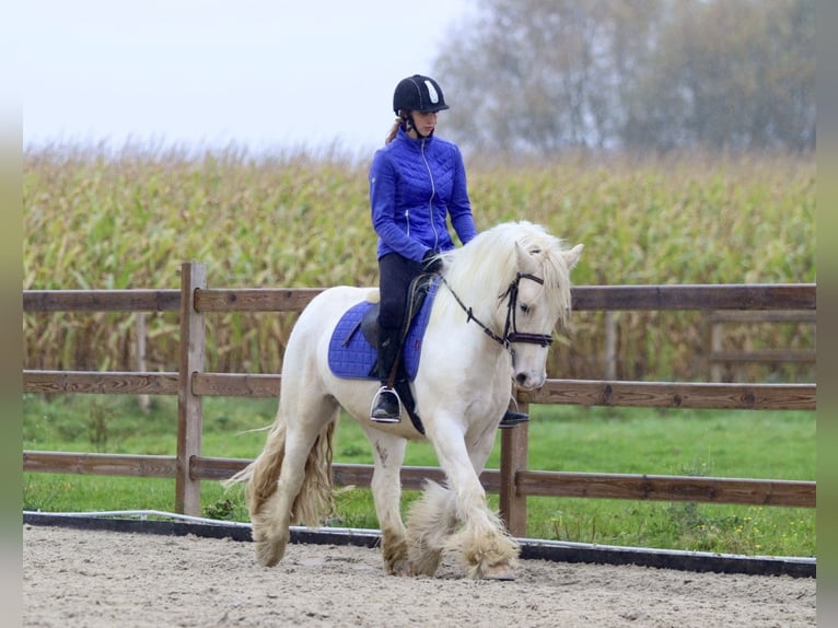 Cob Irlandese / Tinker / Gypsy Vanner Castrone 4 Anni 145 cm Palomino in Bogaarden