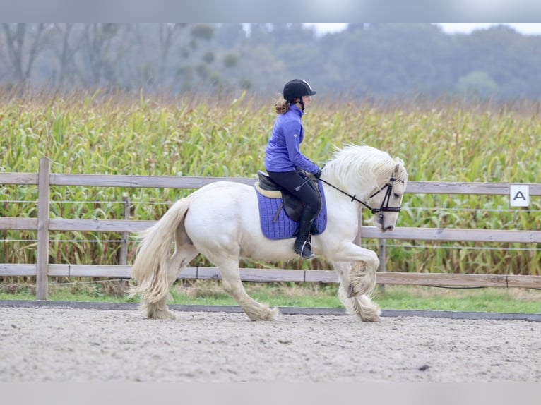 Cob Irlandese / Tinker / Gypsy Vanner Castrone 4 Anni 145 cm Palomino in Bogaarden