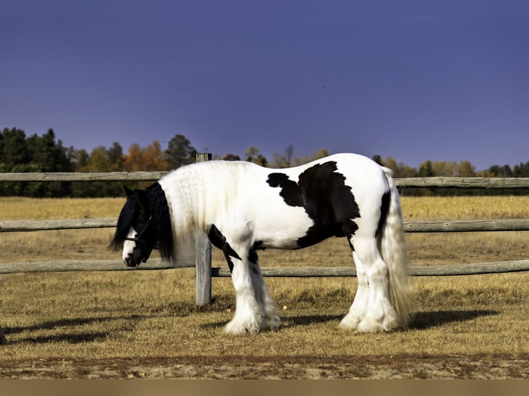 Cob Irlandese / Tinker / Gypsy Vanner Castrone 4 Anni 145 cm in Nevis, MN