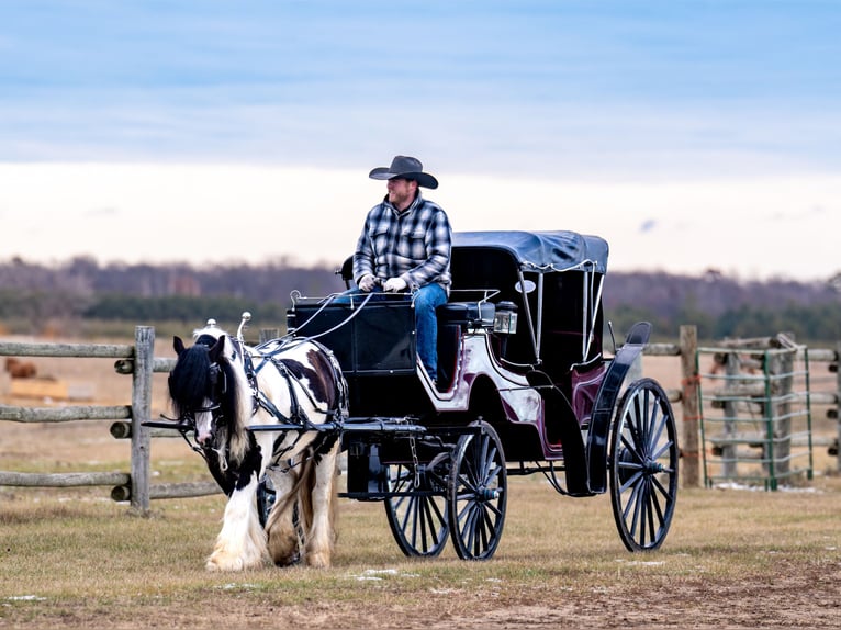 Cob Irlandese / Tinker / Gypsy Vanner Castrone 4 Anni 145 cm in Nevis, MN