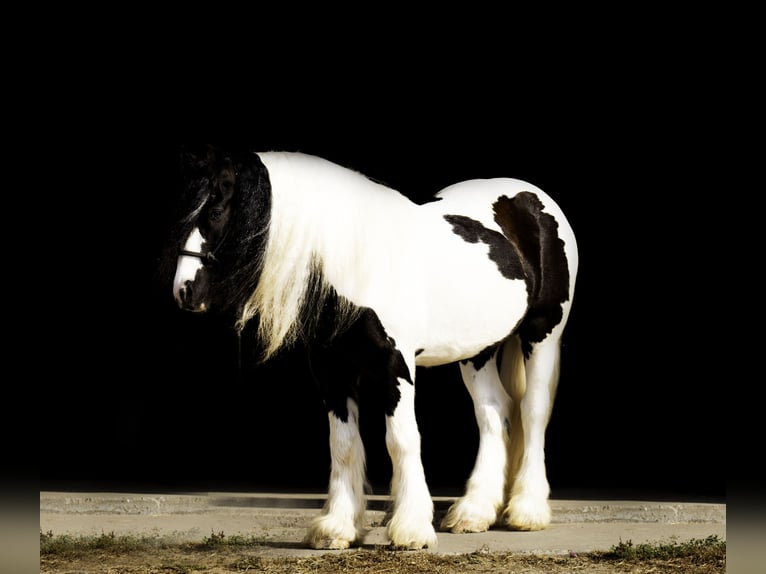 Cob Irlandese / Tinker / Gypsy Vanner Castrone 4 Anni 145 cm in Nevis, MN