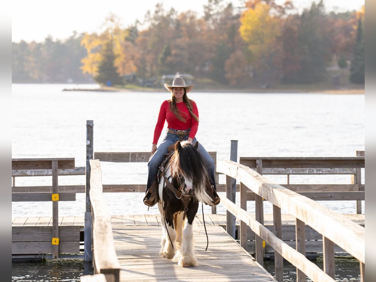 Cob Irlandese / Tinker / Gypsy Vanner Castrone 4 Anni 145 cm in Nevis, MN