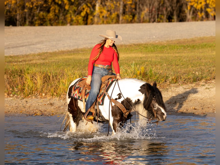 Cob Irlandese / Tinker / Gypsy Vanner Castrone 4 Anni 145 cm in Nevis, MN