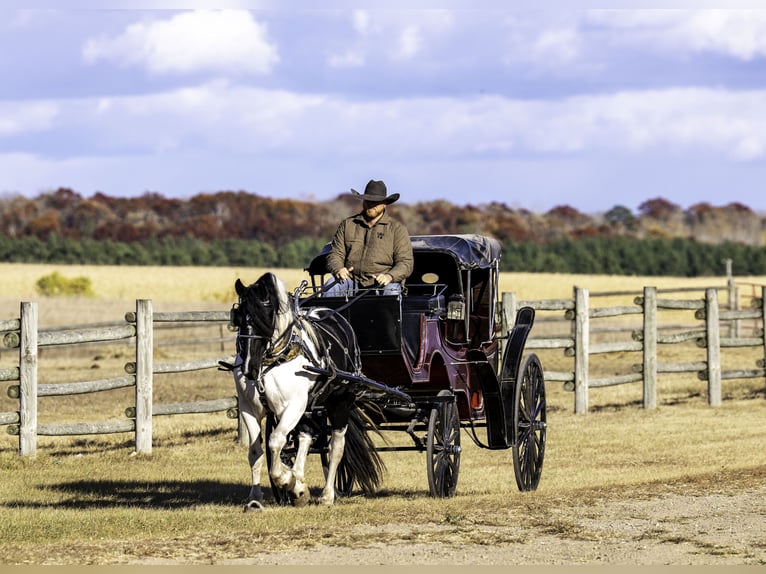 Cob Irlandese / Tinker / Gypsy Vanner Castrone 4 Anni 145 cm in Nevis, MN