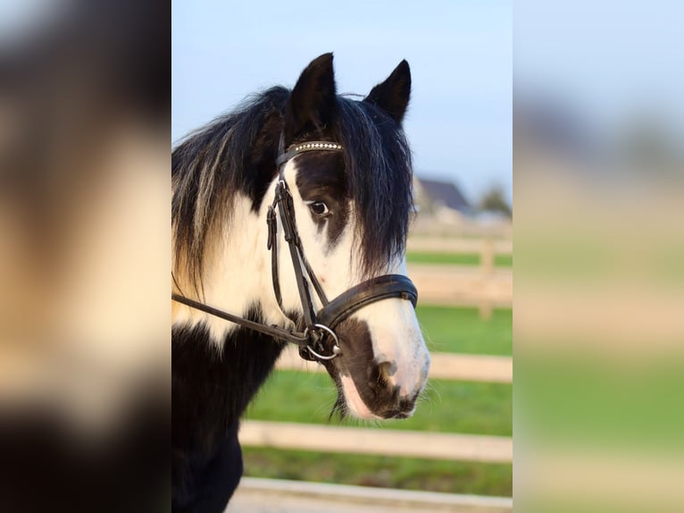 Cob Irlandese / Tinker / Gypsy Vanner Castrone 4 Anni 145 cm Pezzato in Bogaarden