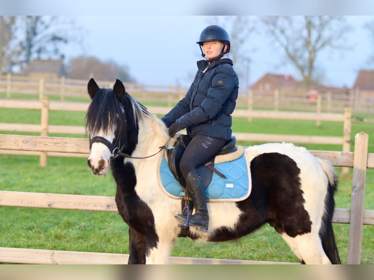 Cob Irlandese / Tinker / Gypsy Vanner Castrone 4 Anni 145 cm Pezzato in Bogaarden