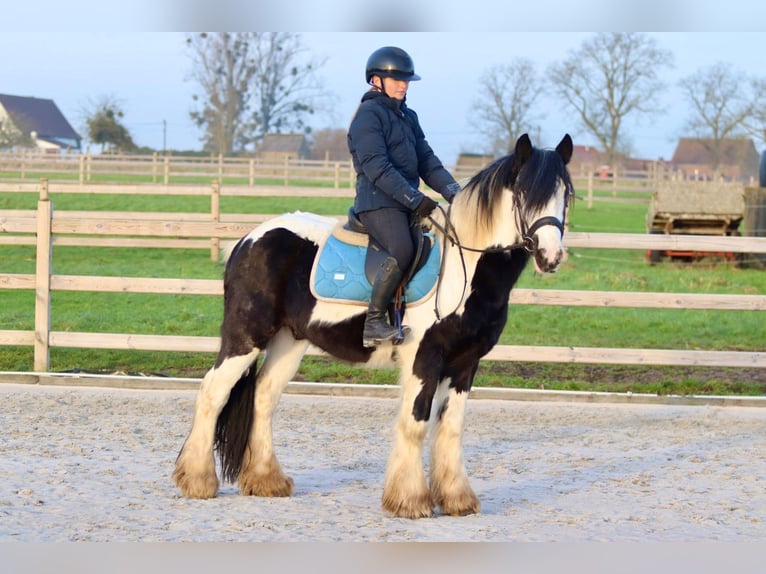 Cob Irlandese / Tinker / Gypsy Vanner Castrone 4 Anni 145 cm Pezzato in Bogaarden