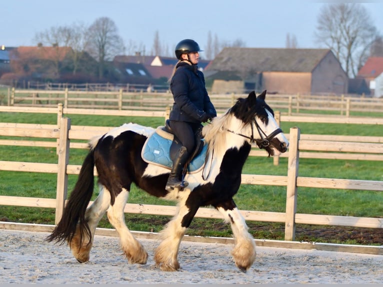 Cob Irlandese / Tinker / Gypsy Vanner Castrone 4 Anni 145 cm Pezzato in Bogaarden