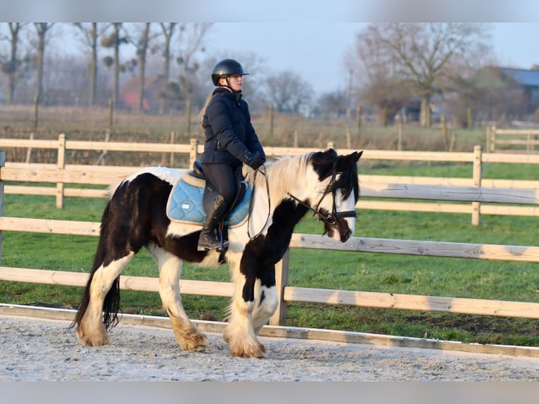 Cob Irlandese / Tinker / Gypsy Vanner Castrone 4 Anni 145 cm Pezzato in Bogaarden