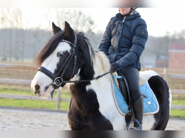 Cob Irlandese / Tinker / Gypsy Vanner Castrone 4 Anni 145 cm Pezzato in Bogaarden