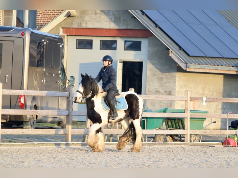 Cob Irlandese / Tinker / Gypsy Vanner Castrone 4 Anni 145 cm Pezzato in Bogaarden