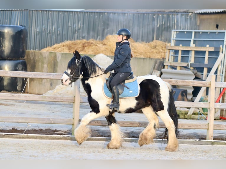 Cob Irlandese / Tinker / Gypsy Vanner Castrone 4 Anni 145 cm Pezzato in Bogaarden