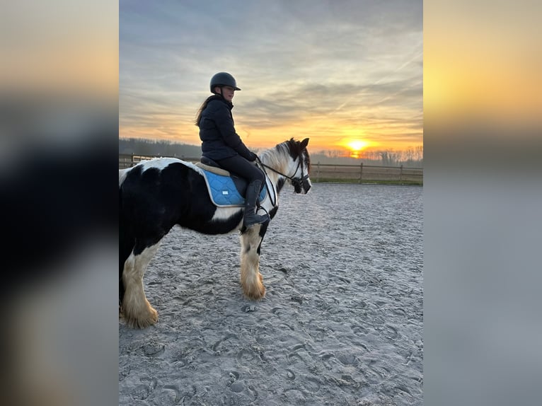 Cob Irlandese / Tinker / Gypsy Vanner Castrone 4 Anni 145 cm Pezzato in Bogaarden