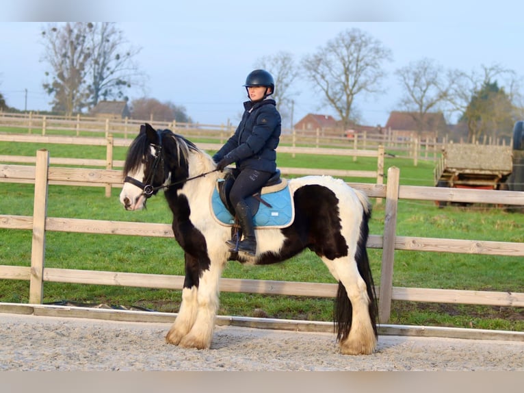 Cob Irlandese / Tinker / Gypsy Vanner Castrone 4 Anni 145 cm Pezzato in Bogaarden