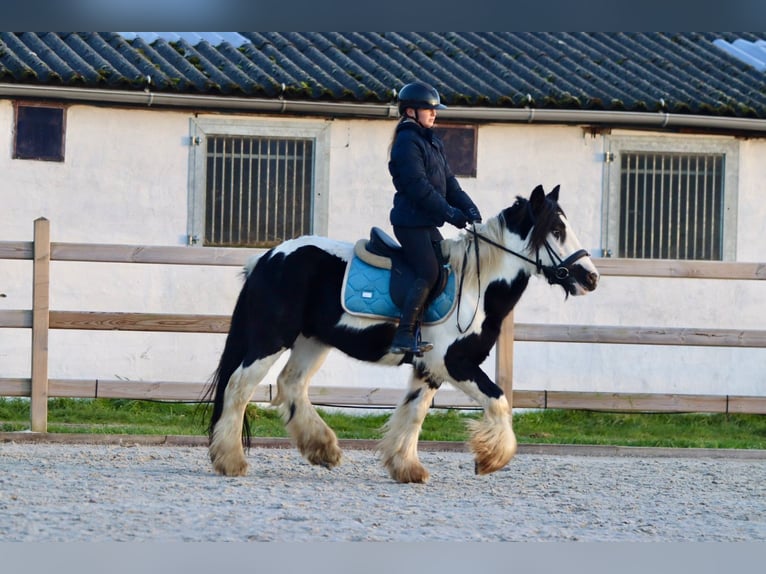 Cob Irlandese / Tinker / Gypsy Vanner Castrone 4 Anni 145 cm Pezzato in Bogaarden