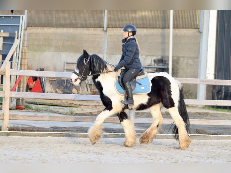 Cob Irlandese / Tinker / Gypsy Vanner Castrone 4 Anni 145 cm Pezzato in Bogaarden