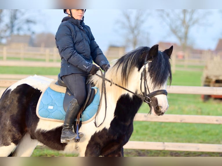 Cob Irlandese / Tinker / Gypsy Vanner Castrone 4 Anni 145 cm Pezzato in Bogaarden