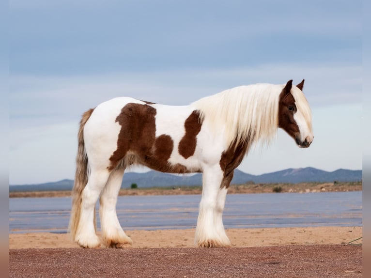 Cob Irlandese / Tinker / Gypsy Vanner Castrone 4 Anni 145 cm Tobiano-tutti i colori in Nevis, MN