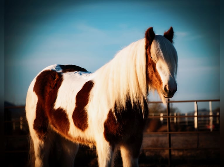 Cob Irlandese / Tinker / Gypsy Vanner Castrone 4 Anni 145 cm Tobiano-tutti i colori in Nevis, MN