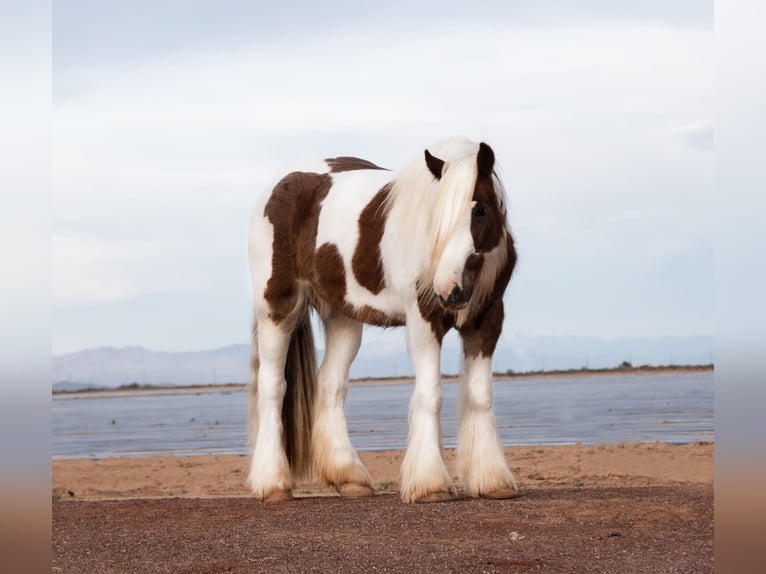 Cob Irlandese / Tinker / Gypsy Vanner Castrone 4 Anni 145 cm Tobiano-tutti i colori in Nevis, MN