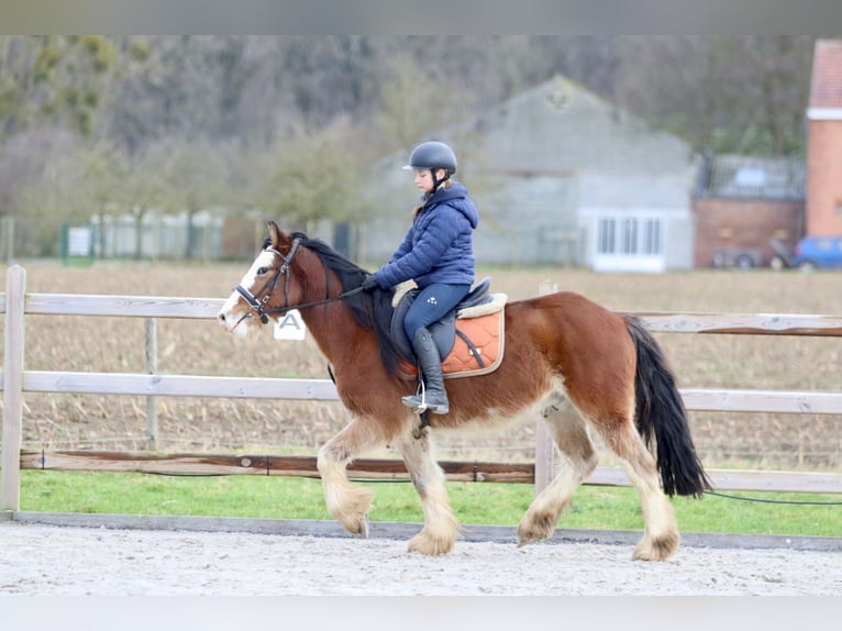 Cob Irlandese / Tinker / Gypsy Vanner Castrone 4 Anni 146 cm Baio chiaro in Bogaarden