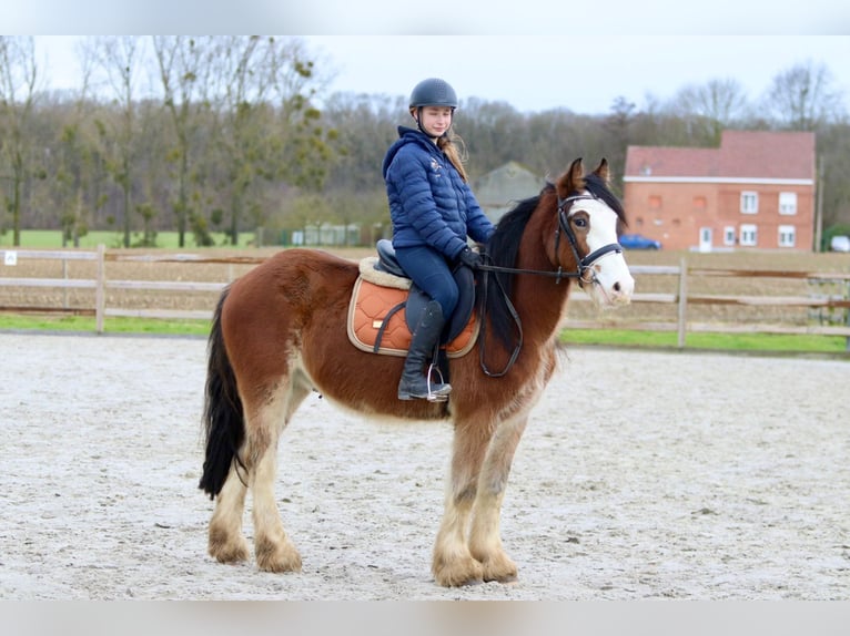 Cob Irlandese / Tinker / Gypsy Vanner Castrone 4 Anni 146 cm Baio chiaro in Bogaarden