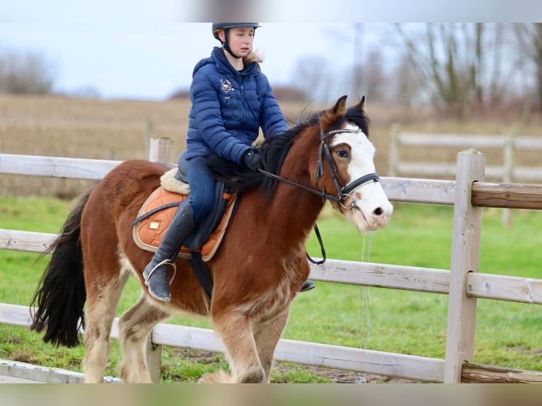 Cob Irlandese / Tinker / Gypsy Vanner Castrone 4 Anni 146 cm Baio chiaro in Bogaarden