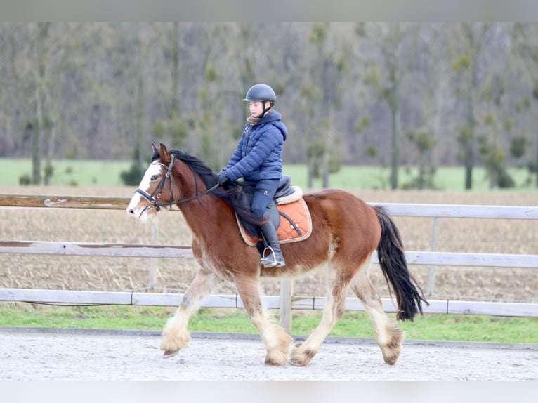 Cob Irlandese / Tinker / Gypsy Vanner Castrone 4 Anni 146 cm Baio chiaro in Bogaarden